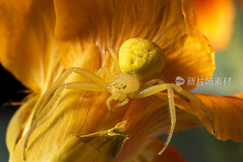 黄花蟹蛛(Misumena vatia)